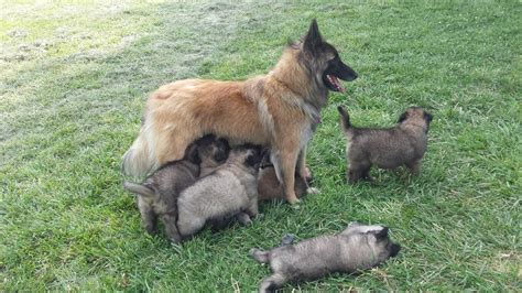 Tervuren Bordell