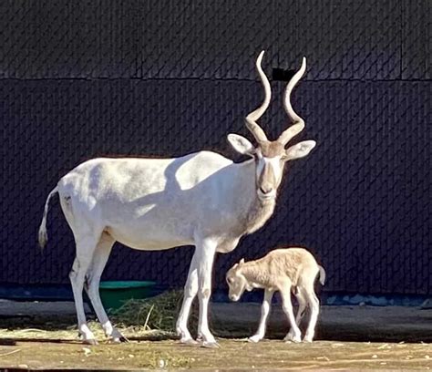 Antelope Burdel