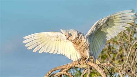 Corella Burdel