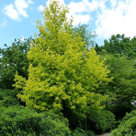Eschen Burdel
