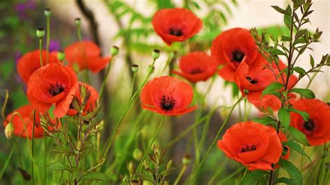 Las Amapolas Burdel