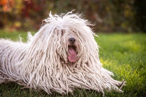 Puli Burdel