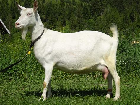 Saanen Escorte Sexuelle