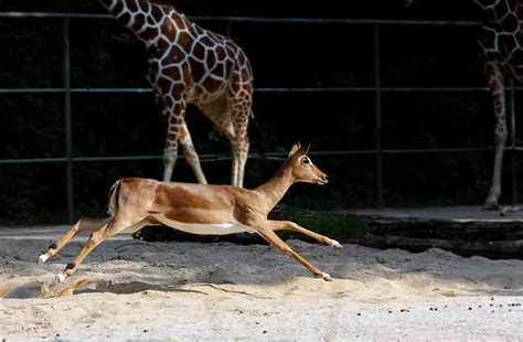 Antelope Find A Prostitute