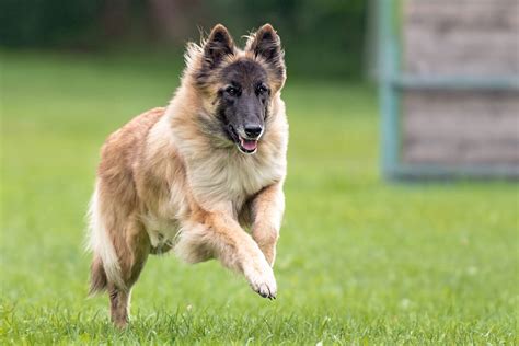 Tervuren Hure