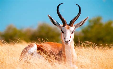 Antelope Prostituta