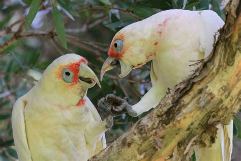 Corella Prostituta