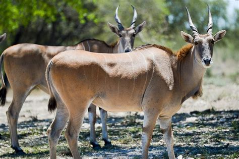 Antelope Prostitute
