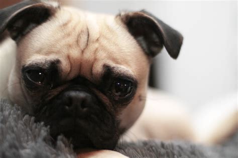 Puga Puta