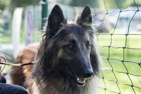 Tervuren Sex Begleitung
