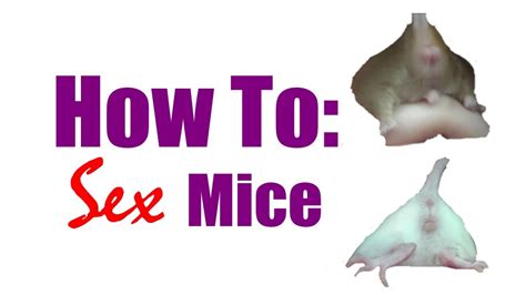 Muizen Sex Massage