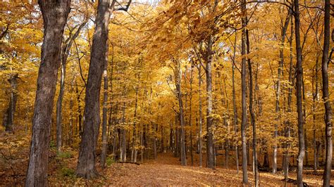 Maple Grove Sex Dating
