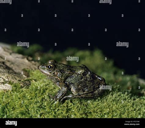 Moss Sex Dating