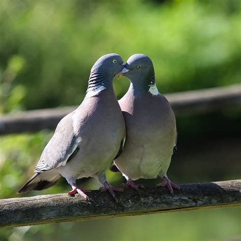 Pajaros Sex Dating