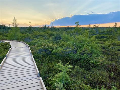 Bog Walk Sex Escort