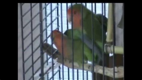 Pajaros Sex Escort