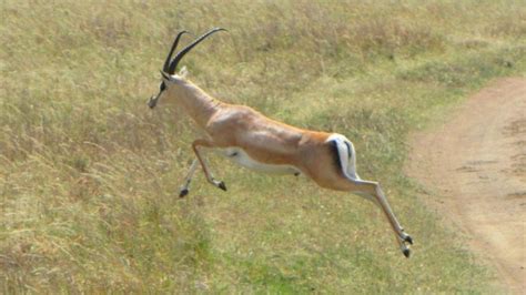 Antelope Whore