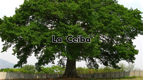 Ceiba Whore