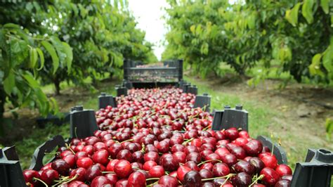 Cherry Orchard Whore