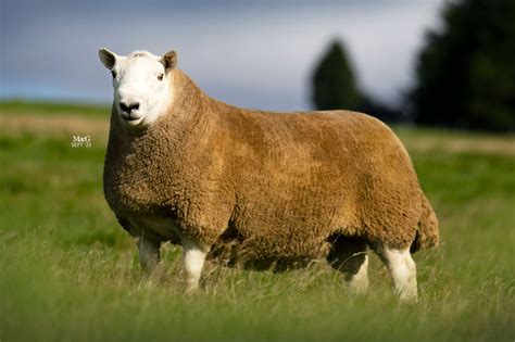 Cheviot Whore