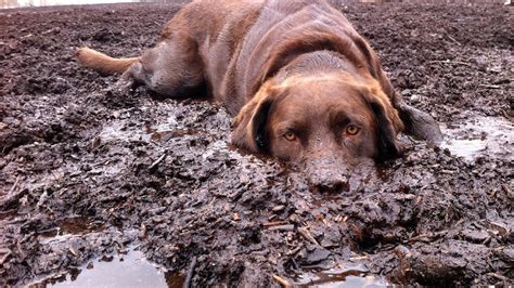 Labrador Whore