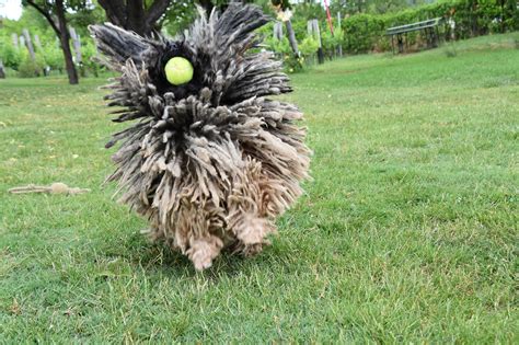 Puli Whore