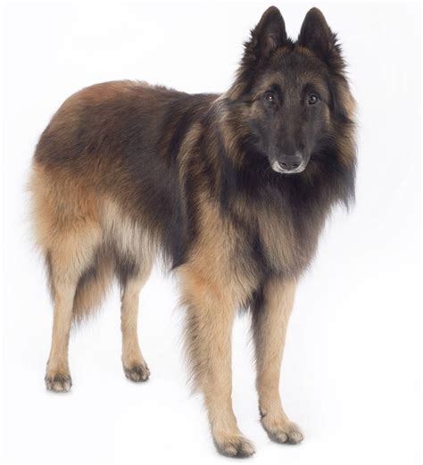 Tervuren Whore