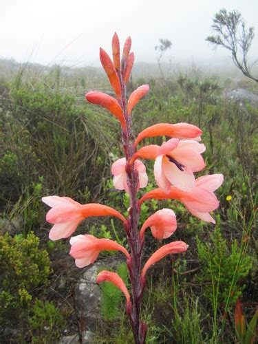 Watsonia Whore